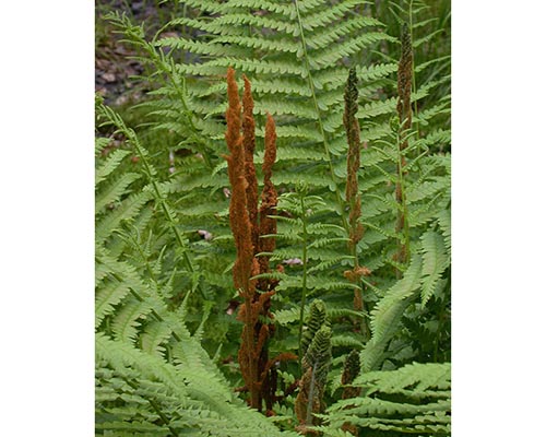 Cinnamon fern